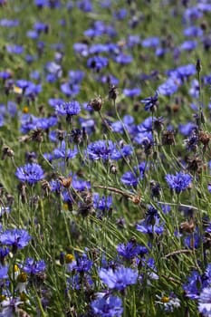Cornflowers
