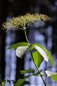 Faded elderberry umbel