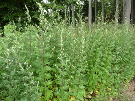 Mugwort at the edge of the forest