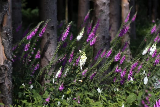 Red foxglove at the edge of the forest