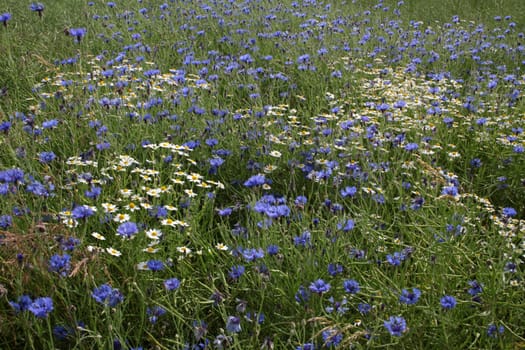 Cornflowers in a grain field