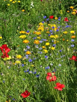 Flower garden in Alverdissen