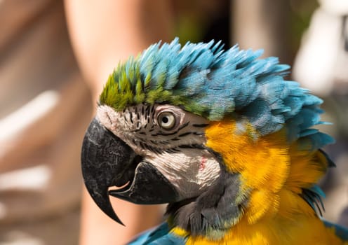 parrot in a profile close-up