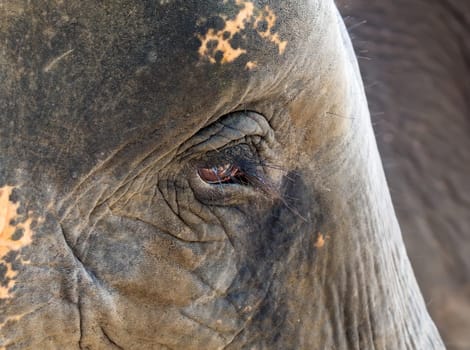 face close-up of an African elephant