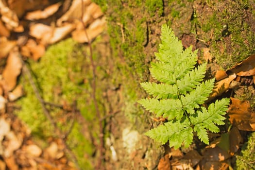 Small plant fern grows on a tree stump. On the right side of picture.