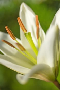 Detailed view of the white lily flower