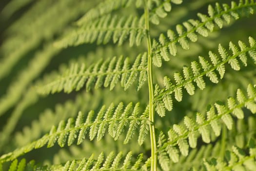 Detailed view of a green fern leaf.