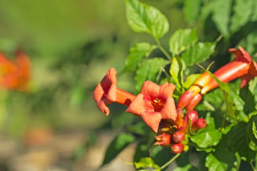 Detailed view of an orange trumpet flower