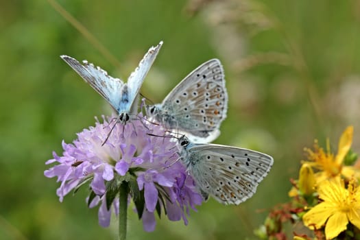 Three silver-green blues on field widow flower