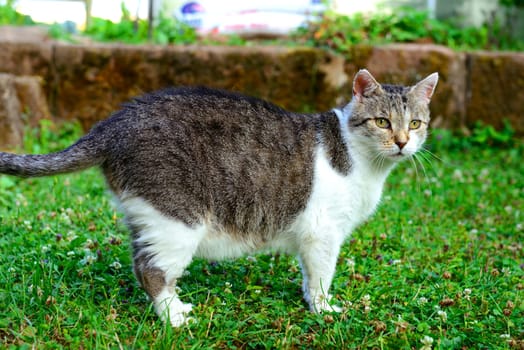 cat