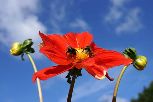 Insects on a red dahlia flower