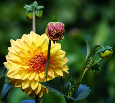 Beautiful dahlia flower