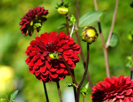 Beautiful dahlia flower