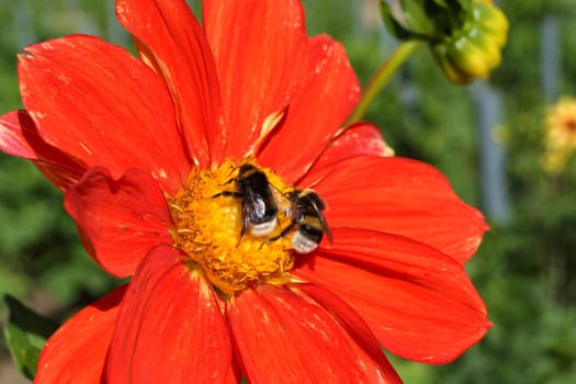 Insects on a red dahlia flower