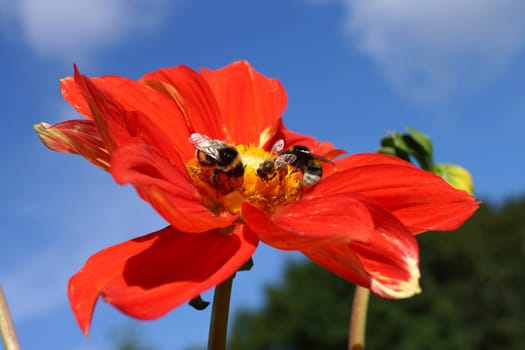 Insects on a red dahlia flower