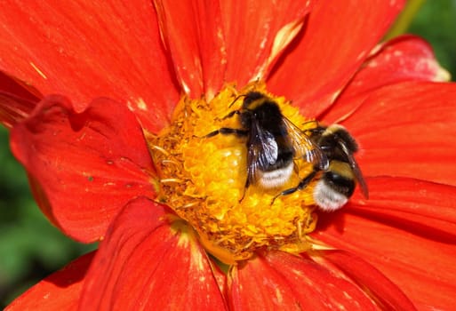 Insects on a red dahlia flower