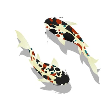 Carp. Koi Fish against white background