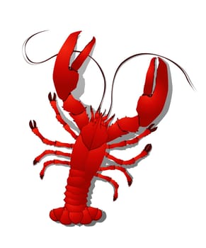 Red lobster detailed illustration, isolated objects on white background