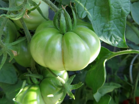 Tomato - Costoluto fiorentino