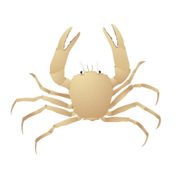 Crab, isolated object on white