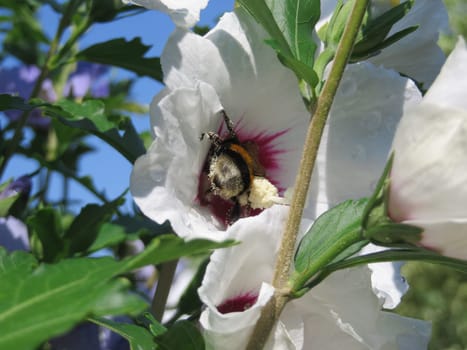 Shrub marshmallow - Hibiscus syriacus - Red heart -