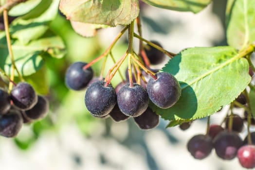 Aronia berry