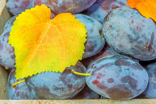 Fresh plums
