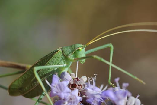 Grasshopper