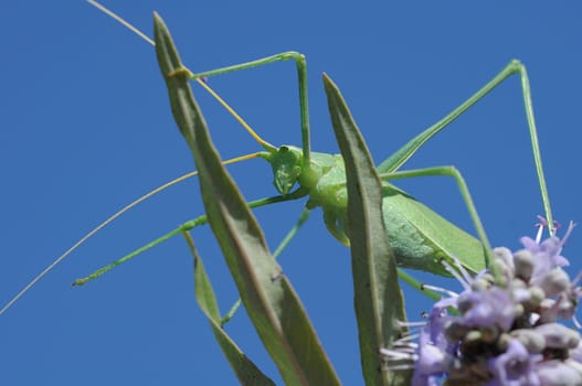 Grasshopper