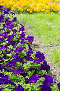 Background of multicolored flowers in summer