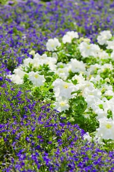 Background of multicolored flowers in summer