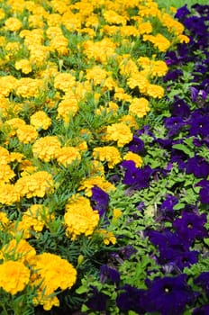 Background of multicolored flowers in summer