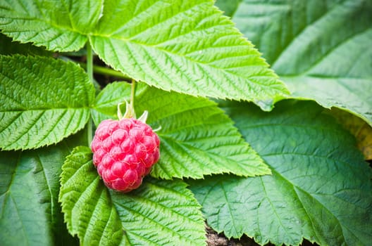 Berries of a raspberry on leaves, a close up
