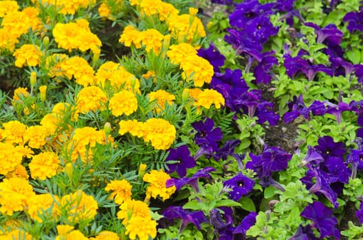 Background of multicolored flowers in summer