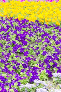 Background of multicolored flowers in summer