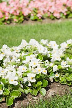 Background of multicolored flowers in summer