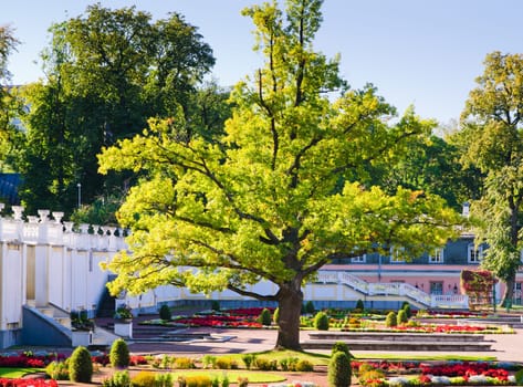 Oak of times of Great Peter in park Kadriorg. Tallinn