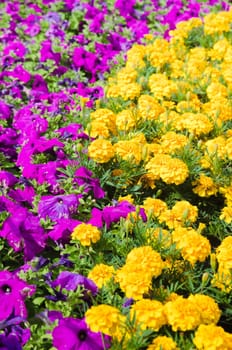 Background of multicolored flowers in summer
