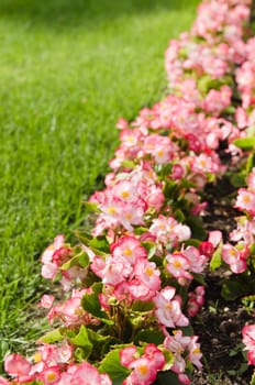 Background of multicolored flowers in summer