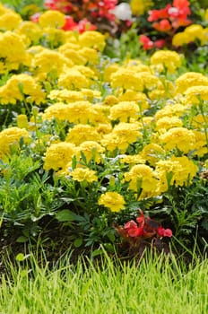 Background of multicolored flowers in summer