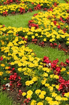 Background of multicolored flowers in summer