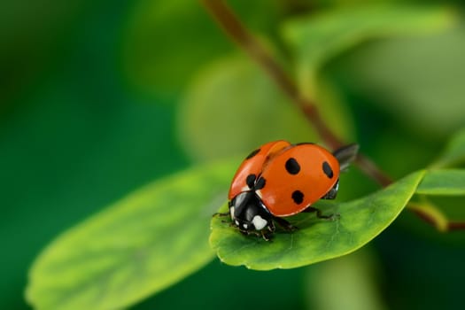Ladybird