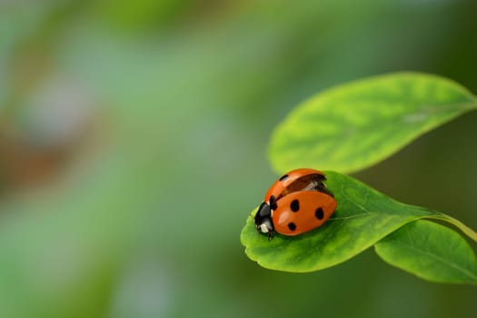 Ladybird