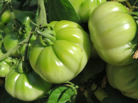 Tomato - Costoluto fiorentino