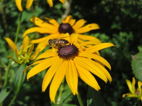Coneflower - Rudbeckia fulgida sullivantii - Golden storm -