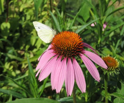 Purple coneflower - Echinacea purpurea