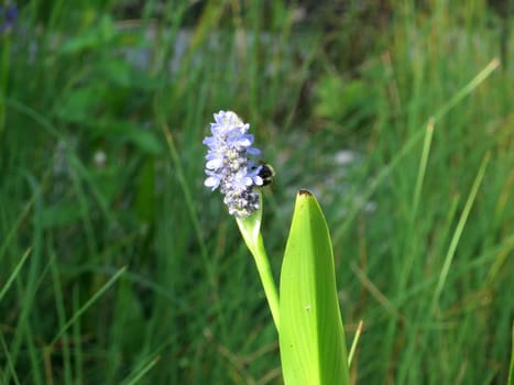 Heart-leaved pike herb - Pontederia cordata