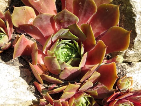 Houseroot - Sempervivum cultorum - Red Papaver -