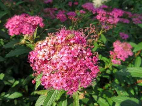 Spider on Japanese summer spider - Spiraea japonica