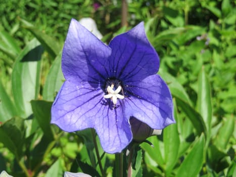 Balloon flower - Platycodon grandiflorus